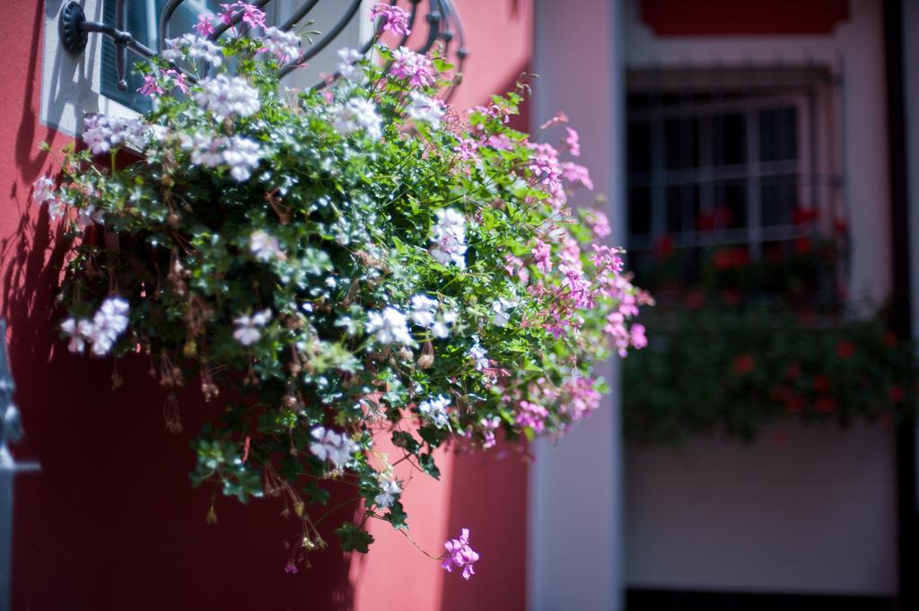 B&B Il Pettirosso Malonno Zewnętrze zdjęcie